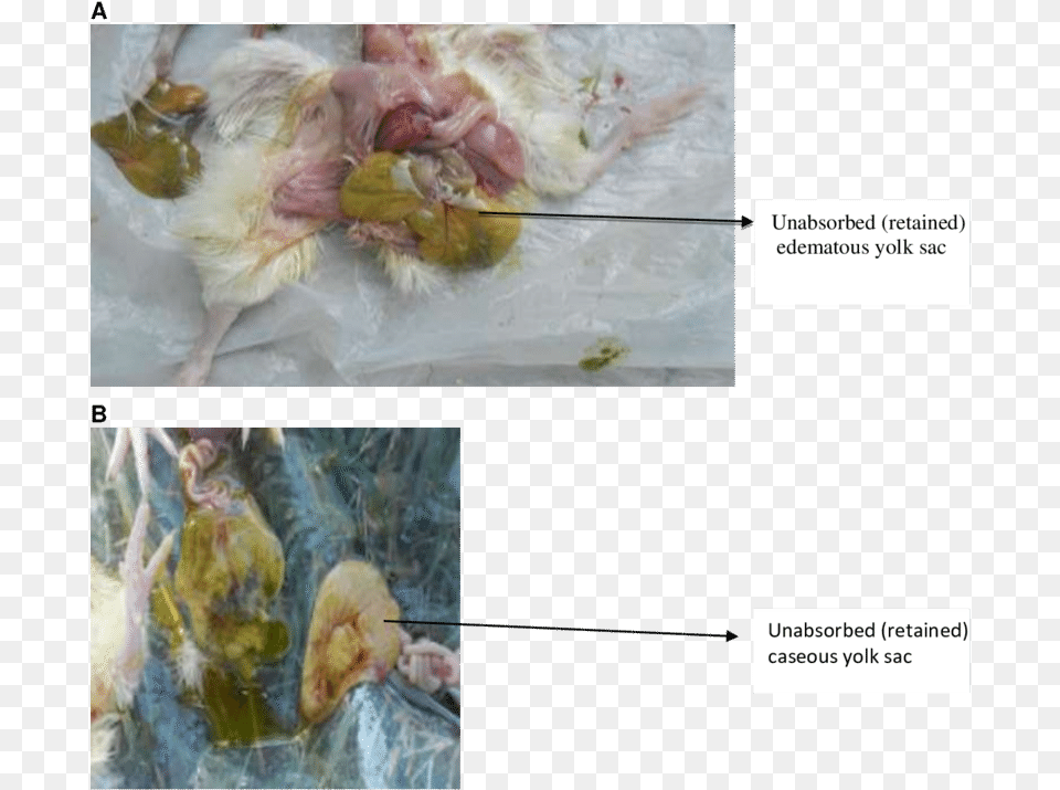 Unabsorbed Yolk Sac In Day Old Chick Painting, Animal, Bird, Chicken, Fowl Free Transparent Png