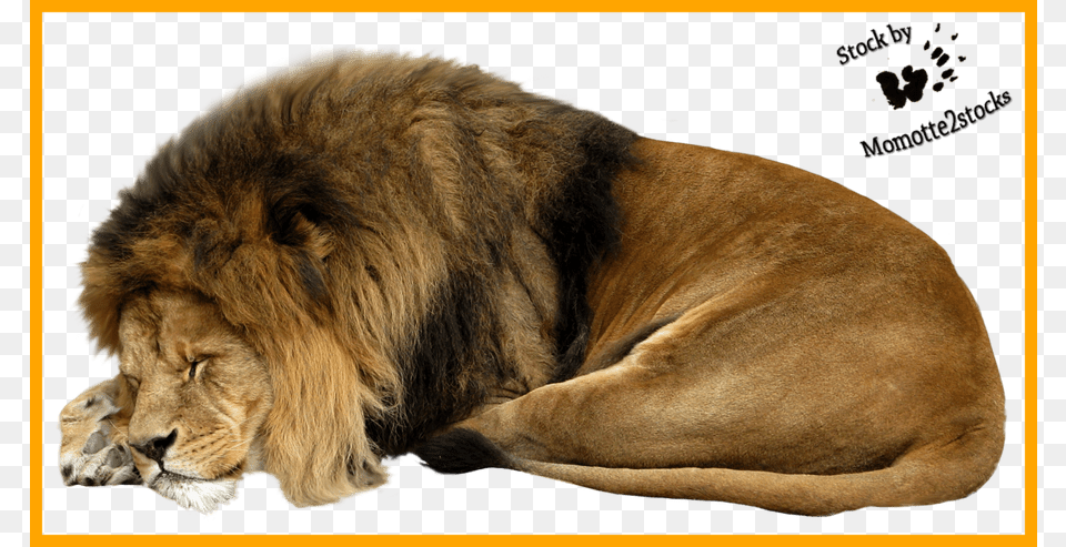 Unbelievable Cut Out Stock Sleeping By Lion Sleeping, Animal, Mammal, Wildlife Png Image