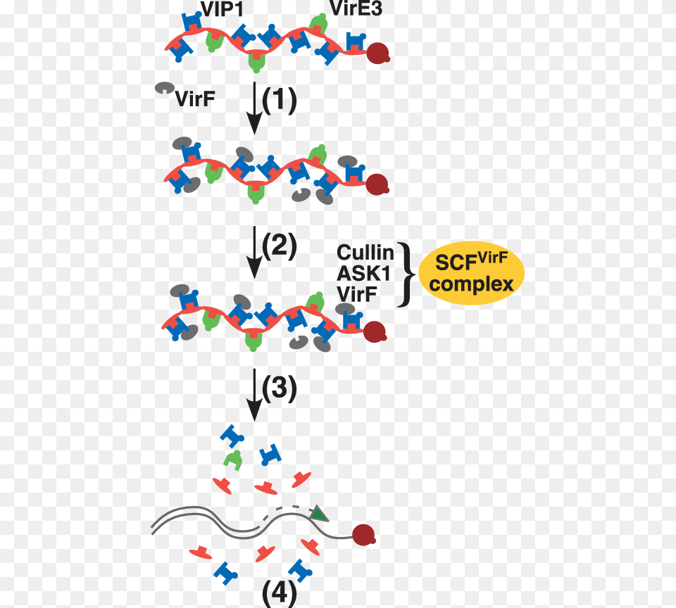 Uncoating Of The T Complex In The Plant Cell Nucleus Free Png