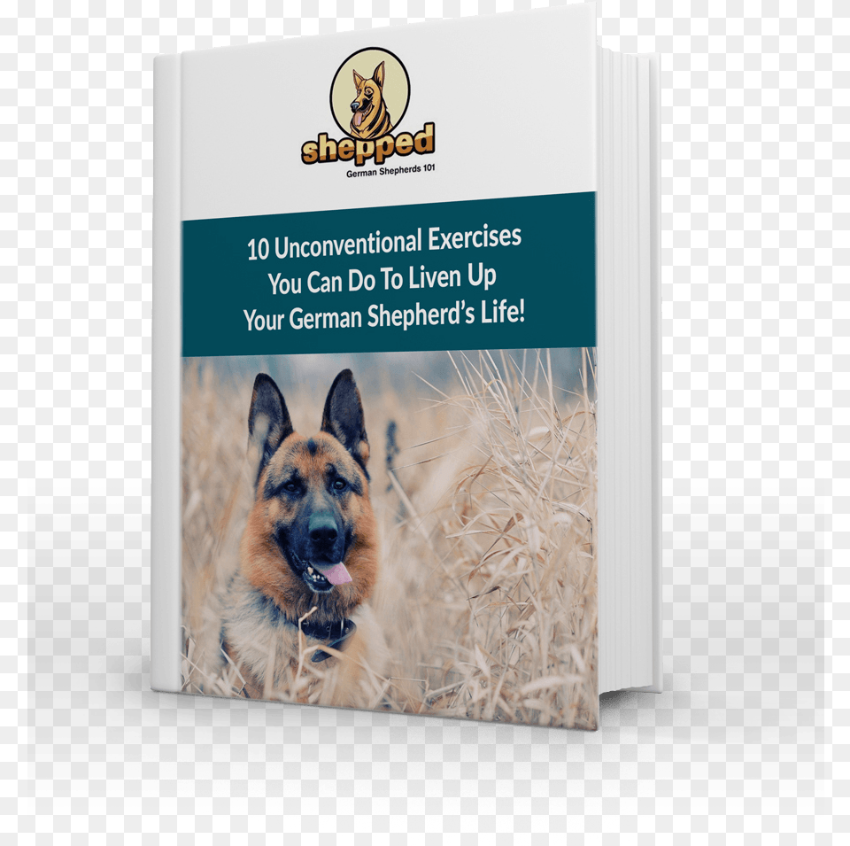 Unconventional Exercises For Your Gsd German Shepherd, Animal, Canine, Dog, German Shepherd Free Transparent Png