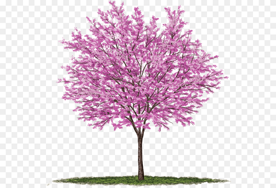 Under The Canopy Tree Guide Media, Flower, Plant, Maple, Purple Free Transparent Png