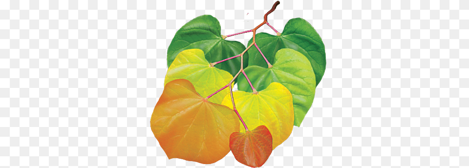 Under The Canopy Tree Guide Media, Leaf, Plant, Flower, Citrus Fruit Free Png Download