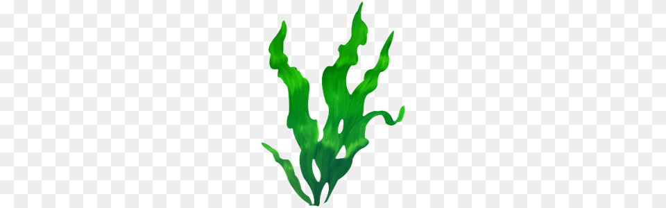 Under The Sea, Leaf, Plant, Green, Person Png