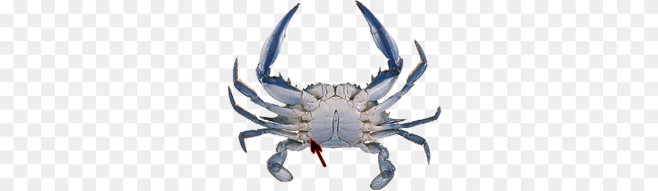 Underside Crab, Animal, Food, Invertebrate, Sea Life Free Transparent Png