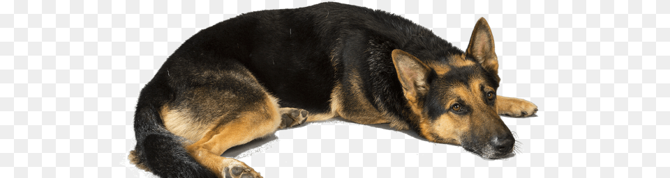 Understanding The Advantages Of Owning A Black German Love German Shepherd Dogs, Animal, Canine, Dog, German Shepherd Png Image