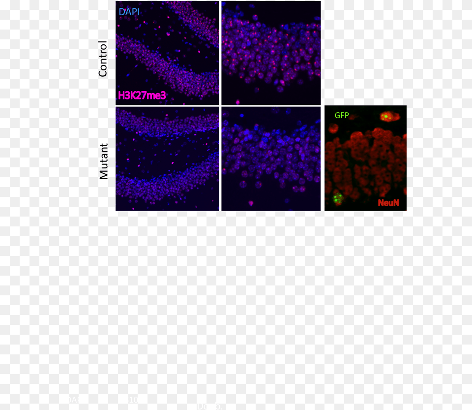 Understanding The Genetics Of X Chromosome Inactivation Graphic Design, Nature, Night, Outdoors, Purple Png