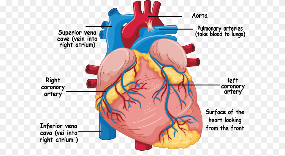 Understanding The Heart And Coronary Arteries Human Heart Diagram, Baby, Person, Face, Head Png Image