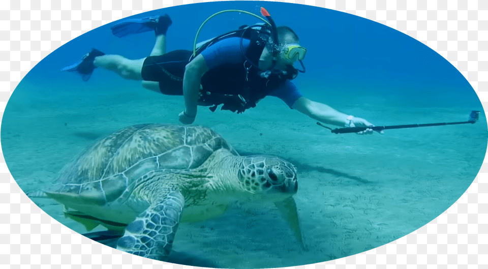 Underwater, Adventure, Water, Turtle, Sport Free Png Download