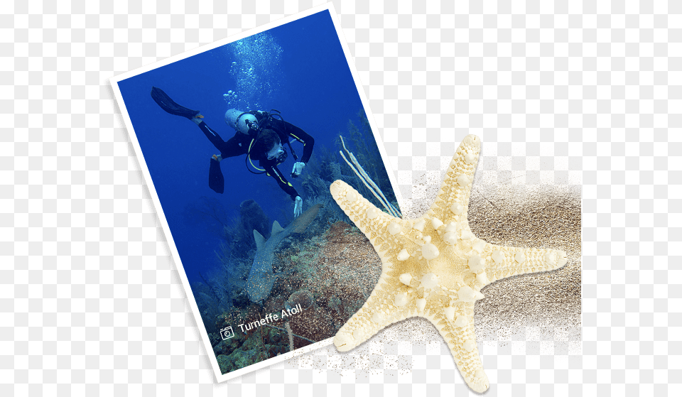 Underwater, Water, Sport, Scuba Diving, Person Free Png Download