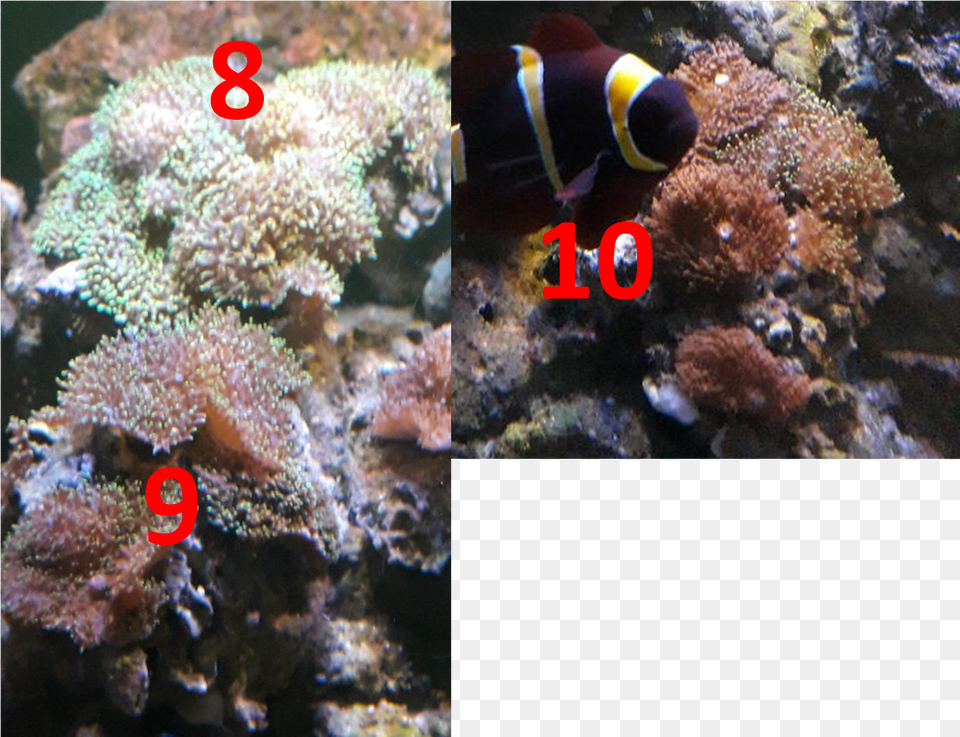 Underwater, Water, Sea Life, Sea, Reef Png