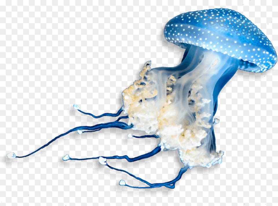 Underwater Animals Transparent Georgia Aquarium Logo, Animal, Invertebrate, Jellyfish, Sea Life Free Png Download