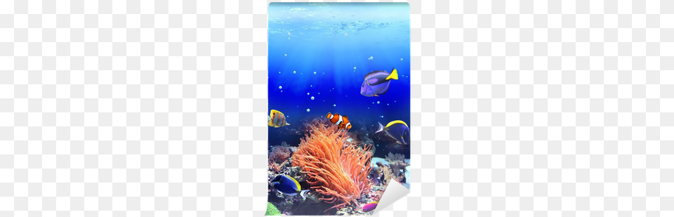 Underwater Fish Clownfish, Water, Sea, Outdoors, Nature Png