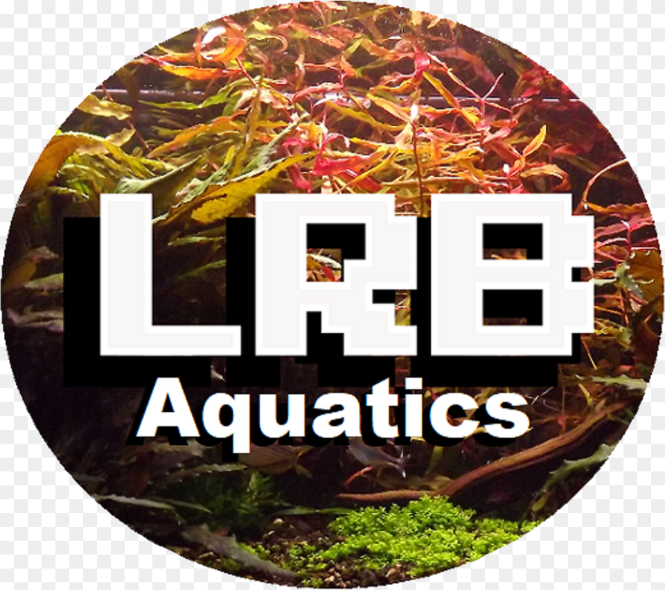 Underwater Plants Free Png Download