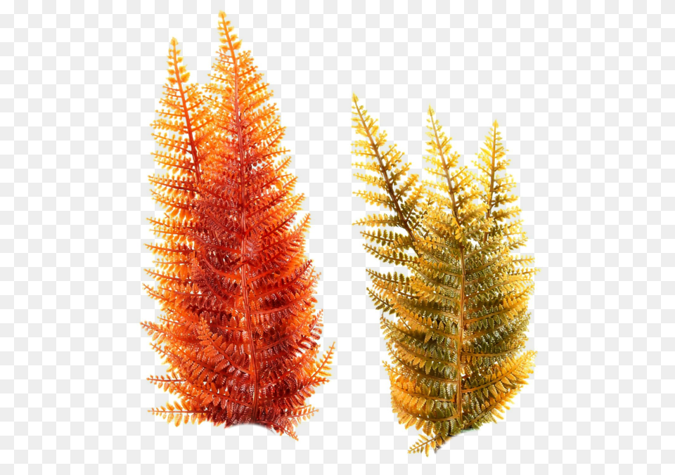 Underwater Plants Sea Plants Graphics Photoshop Under Water Plants, Leaf, Plant, Tree, Fern Png Image