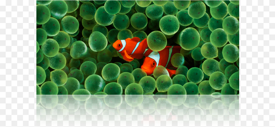 Underwater Scene Of Clownfish And Anemone Clownfish Wallpaper Iphone X, Amphiprion, Animal, Sea Life, Fish Free Transparent Png