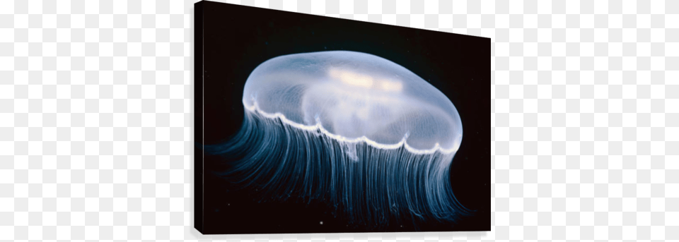 Underwater View Of A Moon Jellyfish British Columbia Moon Jellyfish Canada, Animal, Sea Life, Invertebrate Free Png
