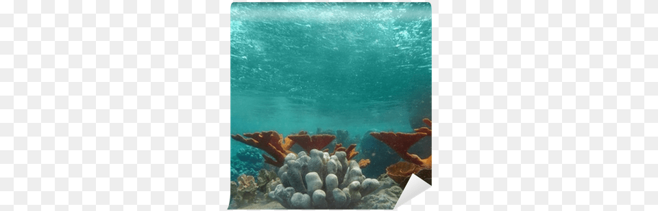 Underwater View Of The Ocean With Light Shining Through Ocean, Animal, Sea Life, Sea, Reef Free Png Download