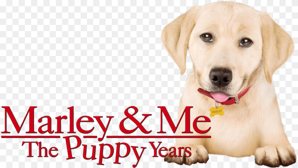 Unequal Sequels Marley Me The Puppy Years Fan Fest, Animal, Canine, Dog, Labrador Retriever Png Image