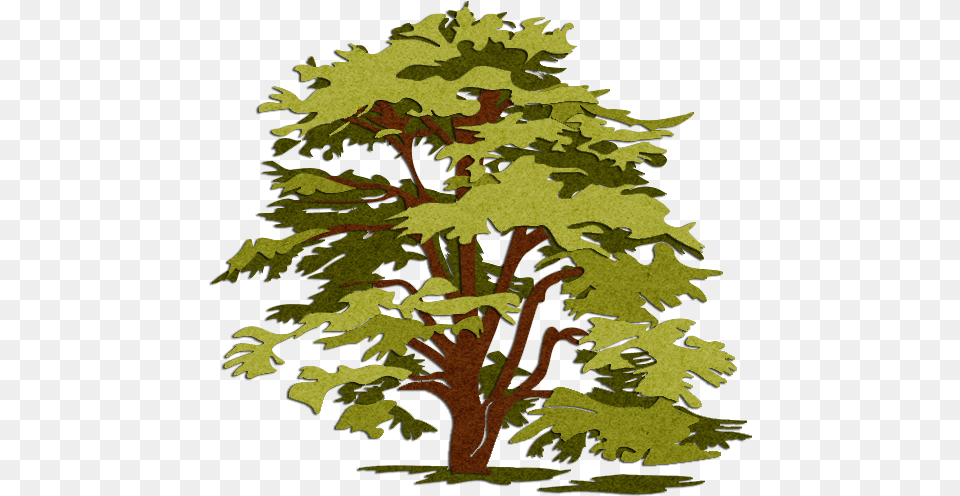 Unforgettable Cliparts Lebanon Cedar Tree Clipart 26 Landscape And Hardscape Logos, Oak, Plant, Sycamore, Conifer Png