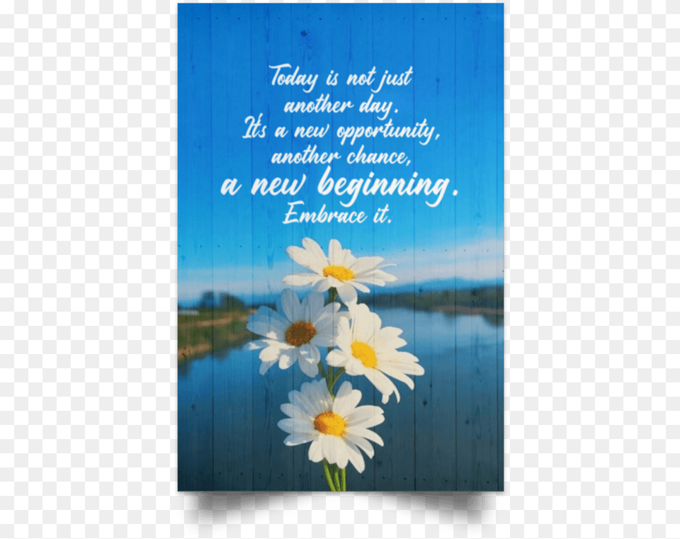 Unframed Poster Jinjin, Daisy, Flower, Plant, Petal Free Png