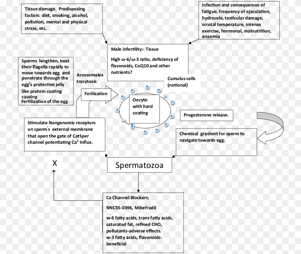 Unhealthy Diet And Lifestyle And Environment Damages Diagram Free Transparent Png