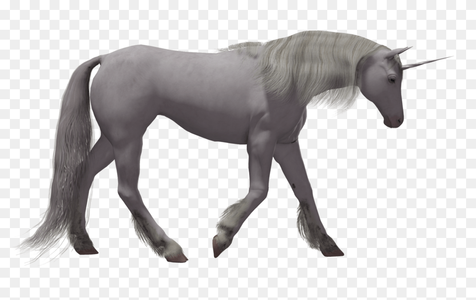Unicorn, Animal, Mammal, Horse, Andalusian Horse Free Png
