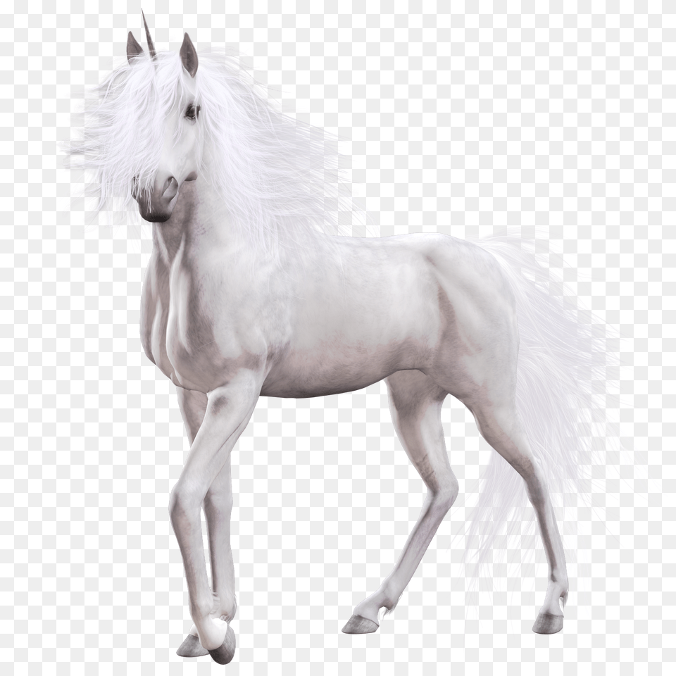 Unicorn, Animal, Horse, Mammal, Stallion Free Png Download