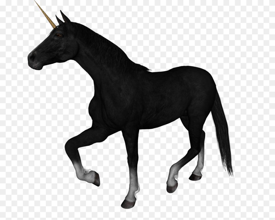 Unicorn, Animal, Horse, Mammal, Colt Horse Free Png