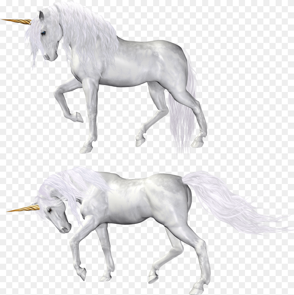 Unicorn, Animal, Horse, Mammal, Stallion Png