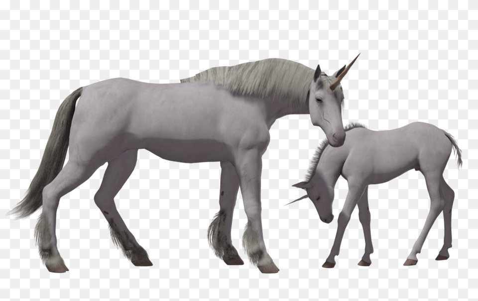 Unicorn, Animal, Horse, Mammal, Andalusian Horse Free Png