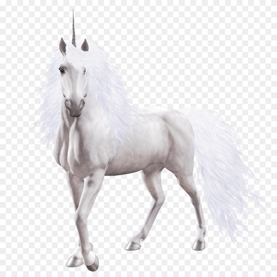 Unicorn, Animal, Horse, Mammal, Stallion Free Transparent Png