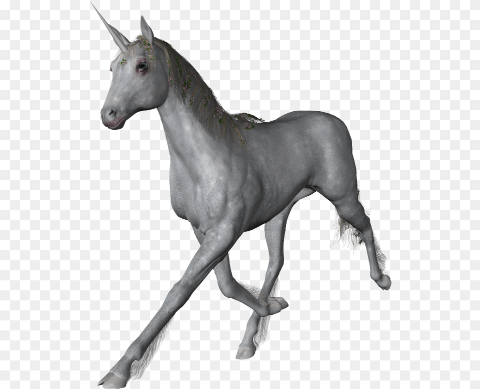 Unicorn, Animal, Horse, Mammal, Andalusian Horse Free Transparent Png