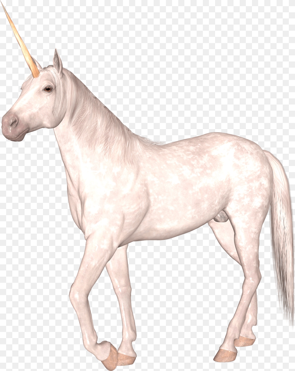 Unicorn, Animal, Horse, Mammal, Stallion Png