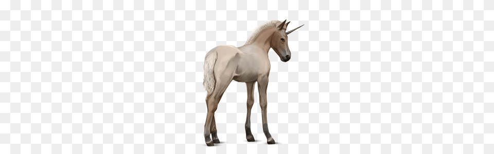 Unicorn, Animal, Mammal, Colt Horse, Horse Png