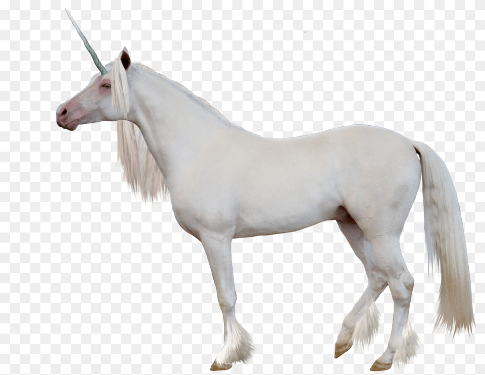 Unicorn, Animal, Horse, Mammal, Stallion Free Png Download