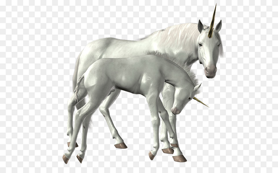 Unicorn, Animal, Horse, Mammal, Colt Horse Free Transparent Png