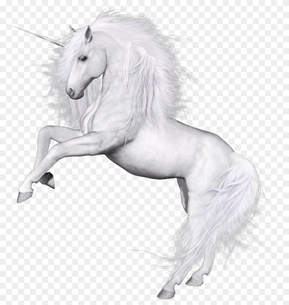 Unicorn, Animal, Horse, Mammal, Stallion Png