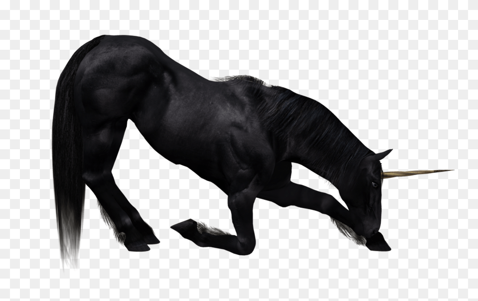 Unicorn, Animal, Mammal, Andalusian Horse, Horse Free Png