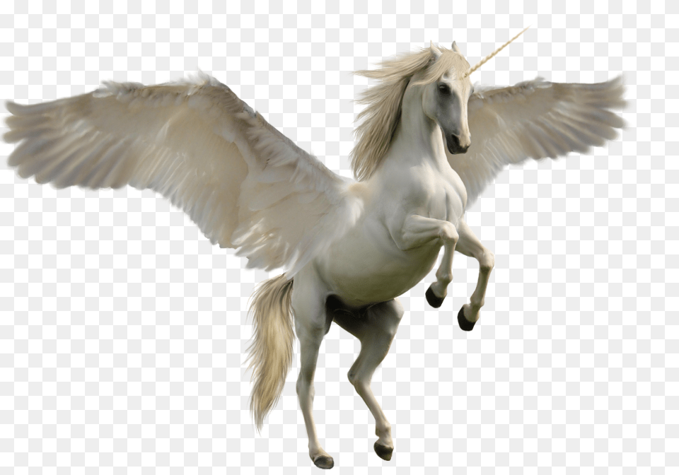 Unicorn, Animal, Bird Png