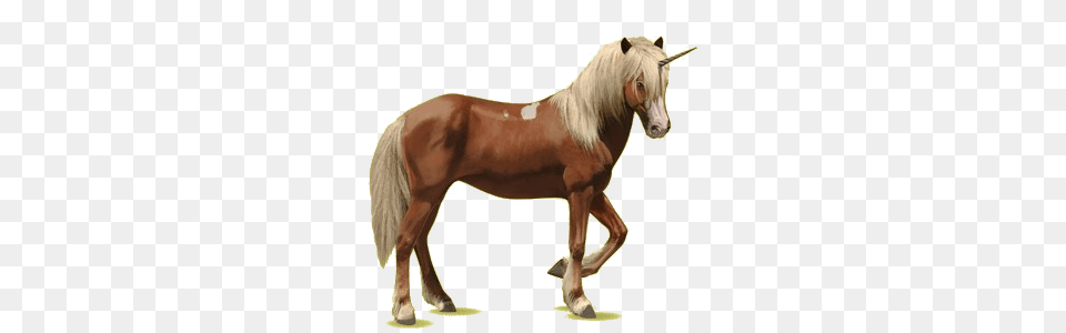 Unicorn, Animal, Horse, Mammal, Stallion Png