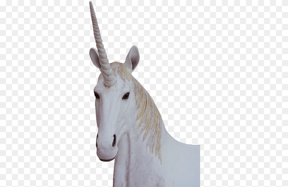 Unicorn Animal Magic Fantasy Unicorn, Mammal, Wildlife, Horse Free Png Download
