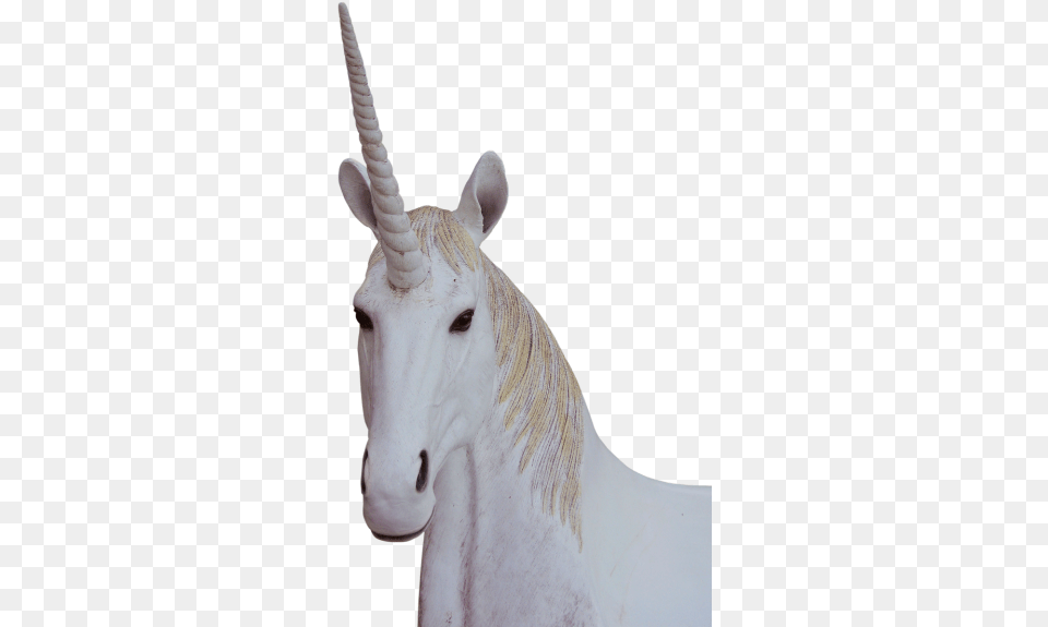 Unicorn Animal Magic Unicorn, Mammal, Horse, Wildlife Free Png