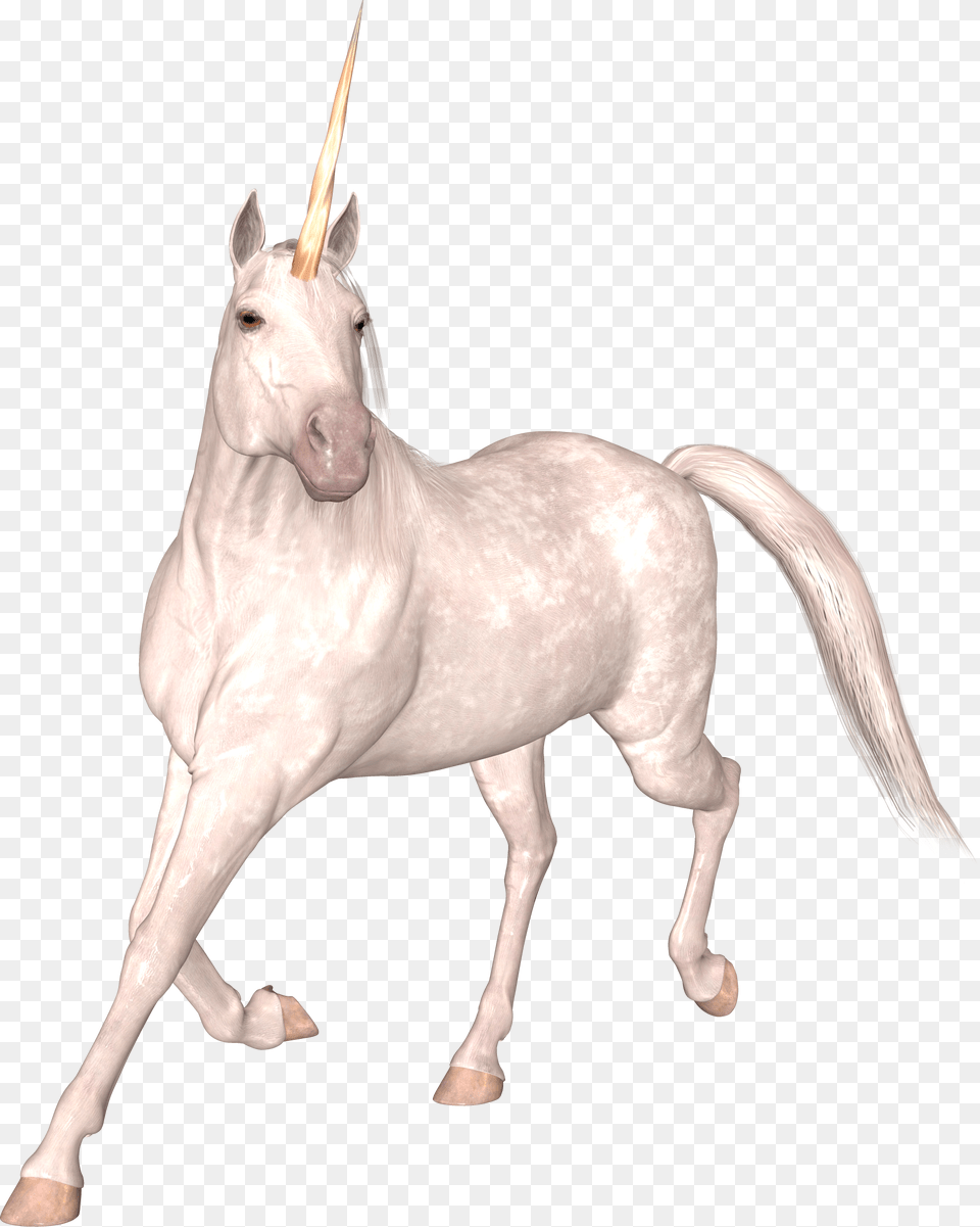 Unicorn Edinorog, Animal, Horse, Mammal, Colt Horse Free Png Download