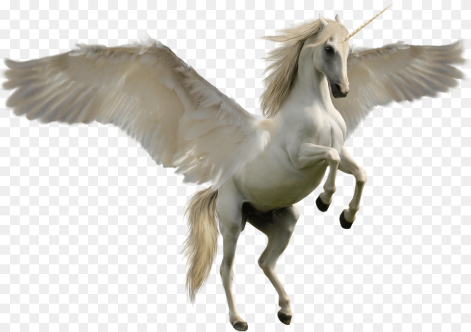 Unicorn Horse, Animal, Bird, Mammal, Stallion Free Transparent Png