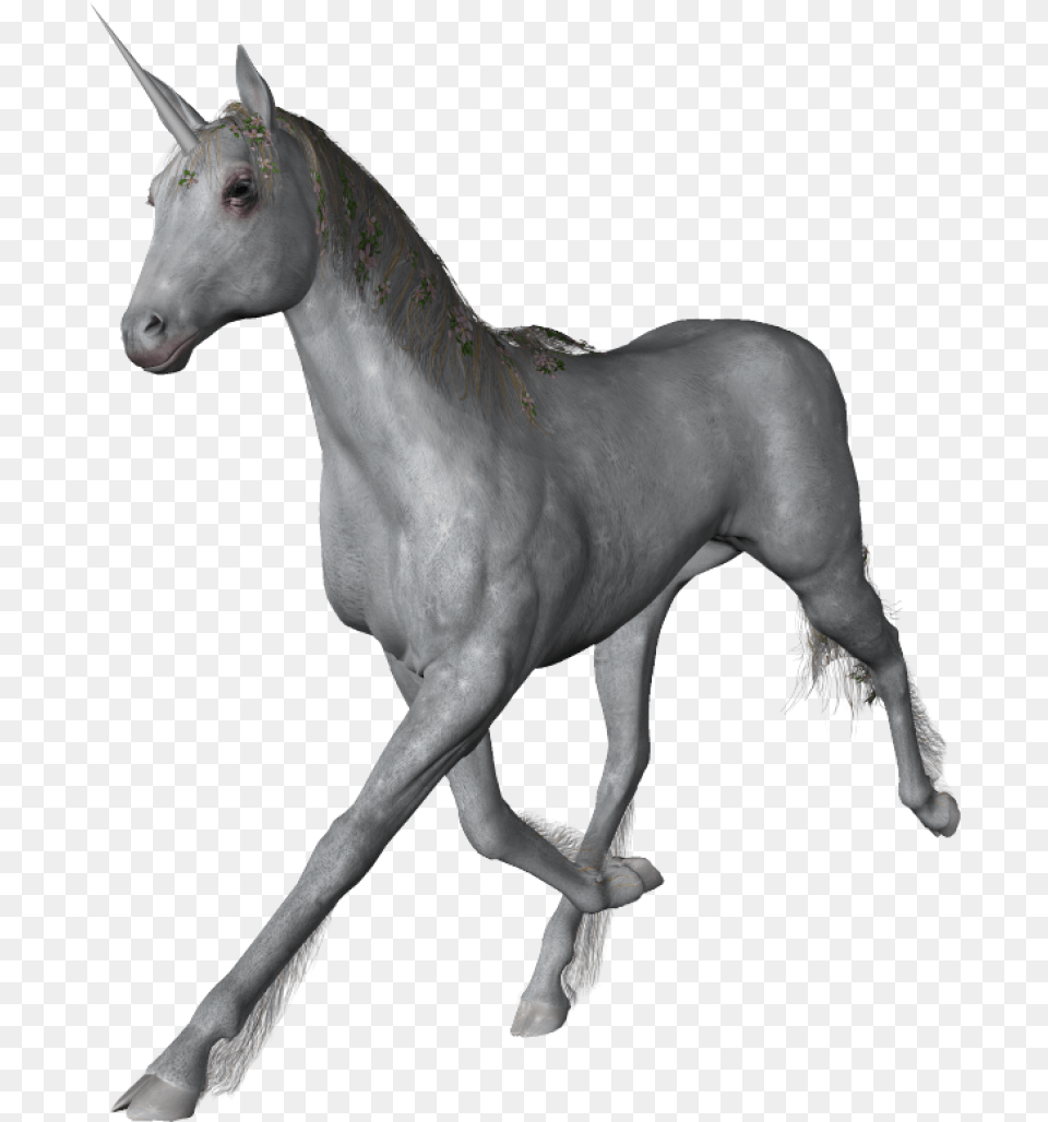 Unicorn Portable Network Graphics, Animal, Horse, Mammal, Colt Horse Png Image