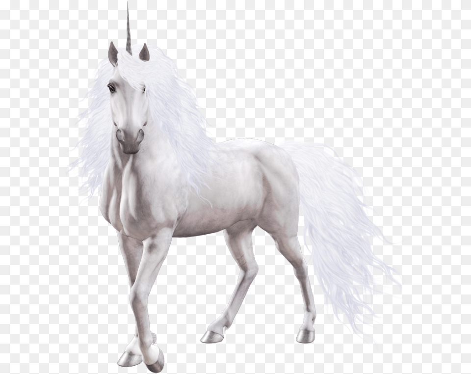Unicorn Image Transparent Background White Unicorn, Animal, Horse, Mammal, Stallion Png
