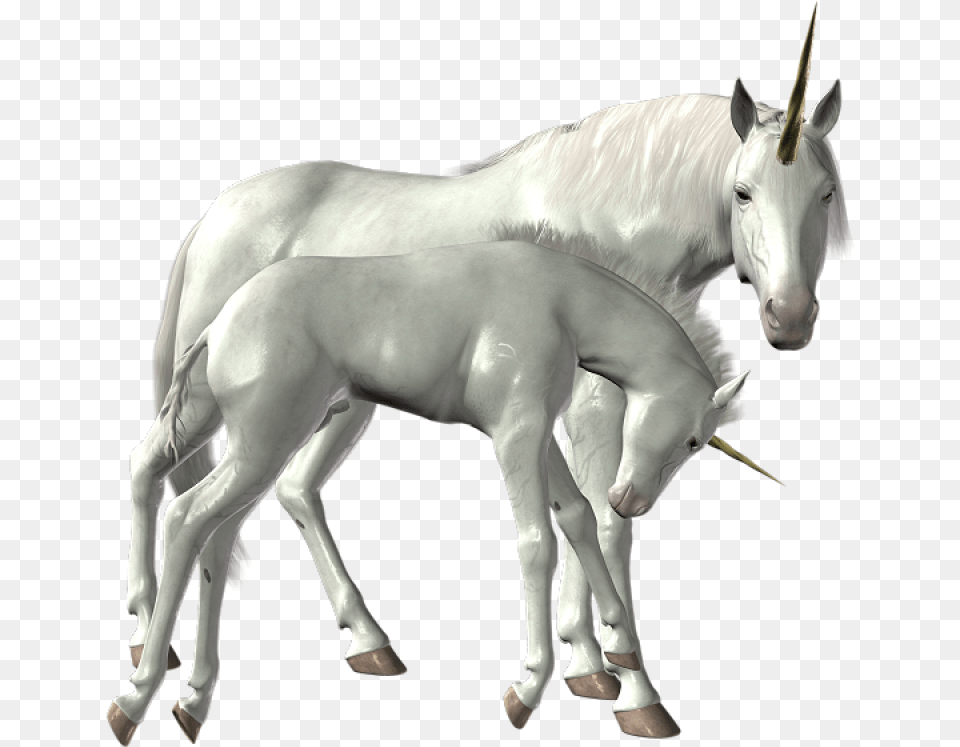 Unicorn Image Unicorn, Animal, Horse, Mammal, Colt Horse Free Png Download