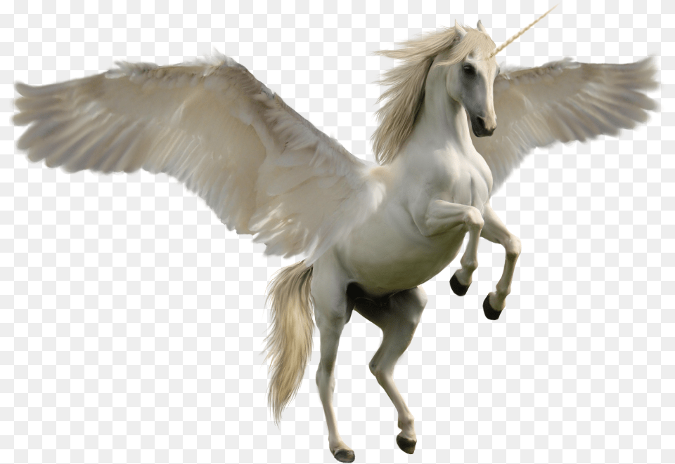 Unicorn Pegasus, Animal, Bird, Horse, Mammal Png