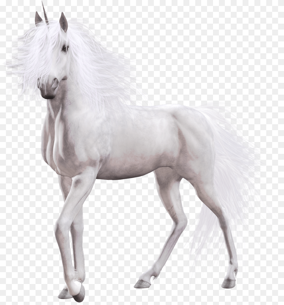 Unicorn Realistic Unicorn White Background, Animal, Horse, Mammal, Stallion Free Png