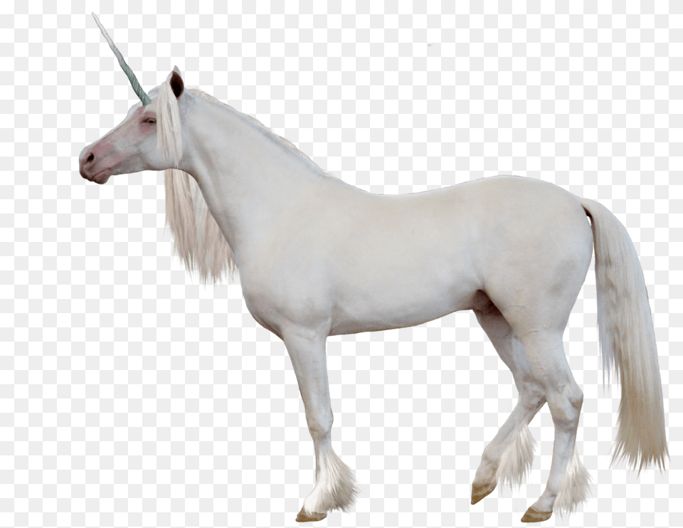 Unicorn Sideview, Animal, Horse, Mammal, Stallion Png